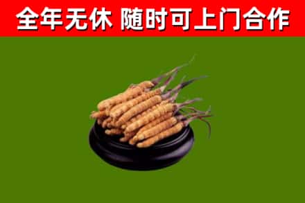 文成县回收冬虫夏草