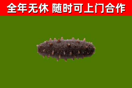 文成县回收海参干